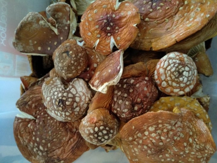 Пантерный мухомор сушеный