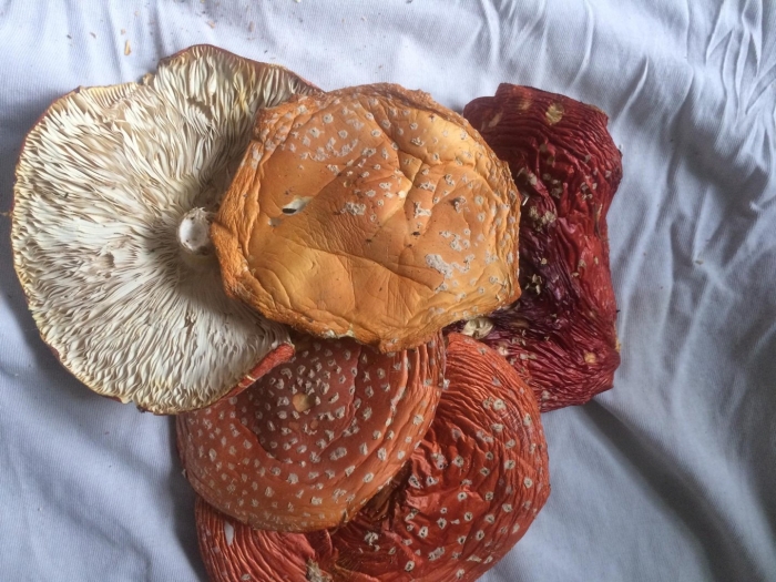 Сухой мухомор красный amanita muscaria