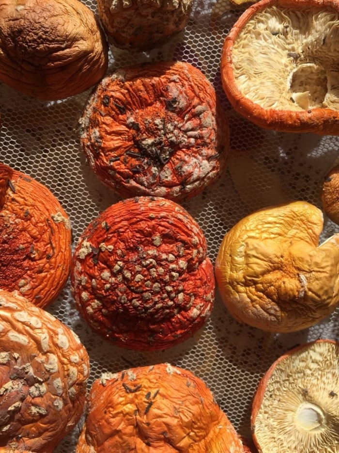 Мухомор сушеный