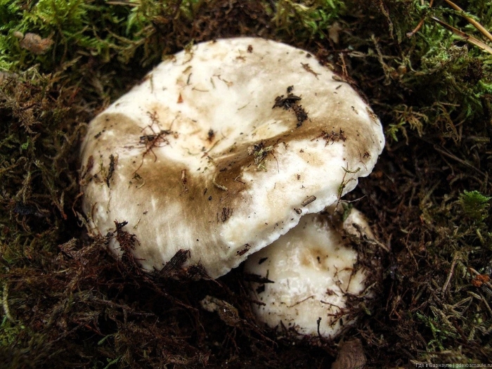 Подгруздок чёрный russula adusta