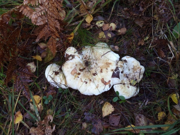 Груздь ложный скрипица