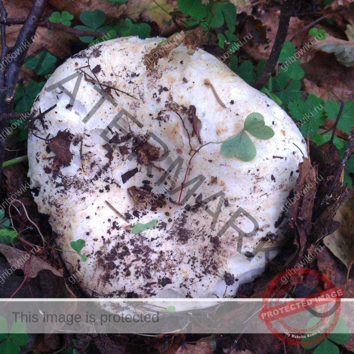 Гриб беляк белый подгруздок