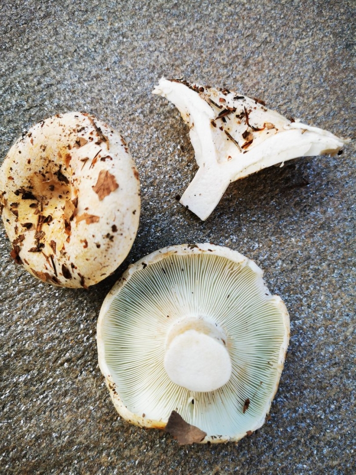Russula delica (подгруздок белый)