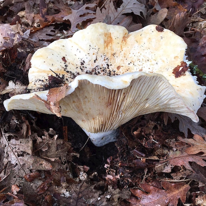 Гриб подгруздок белый ложный