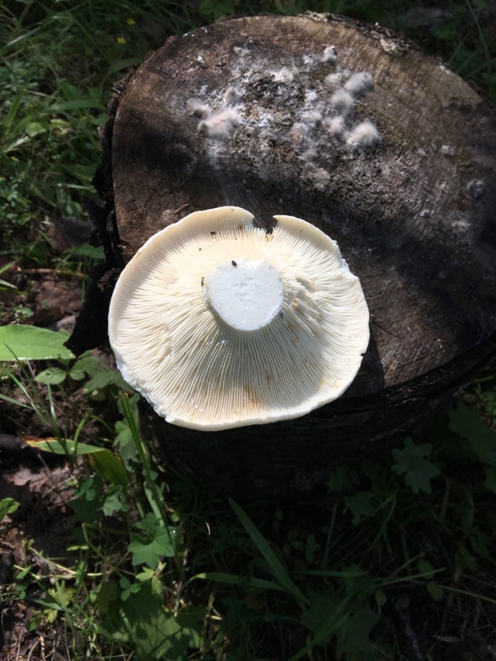 Подгруздок белый