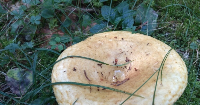 Скрипун гриб