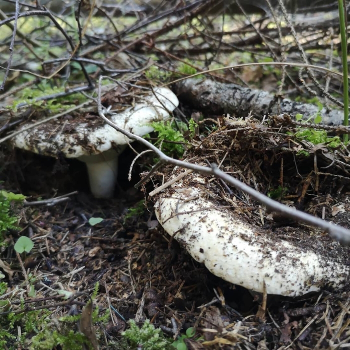 Груздь скрипица