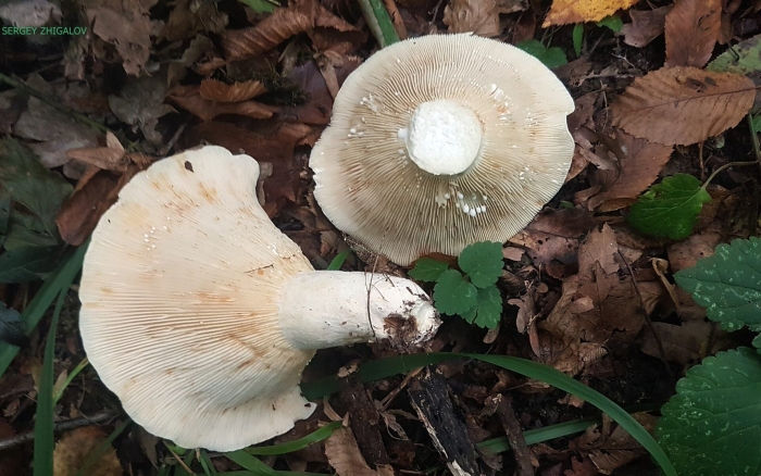 Скрипица гриб