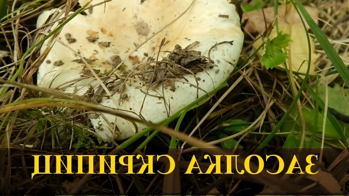 Белый груздь гриб