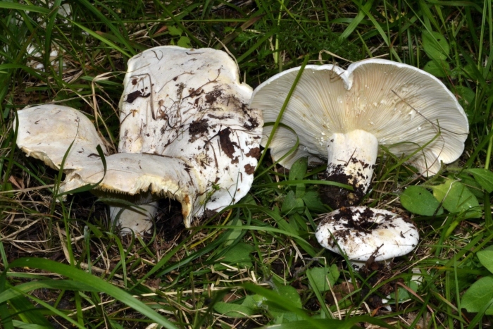 Подгруздок белый сухой груздь russula delica