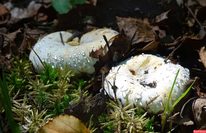 Гриб белый груздь