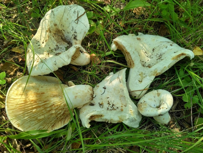 Подгруздок гриб