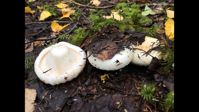 Груздь скрипица