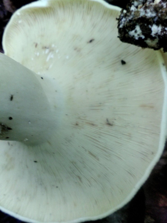 Белая груздь