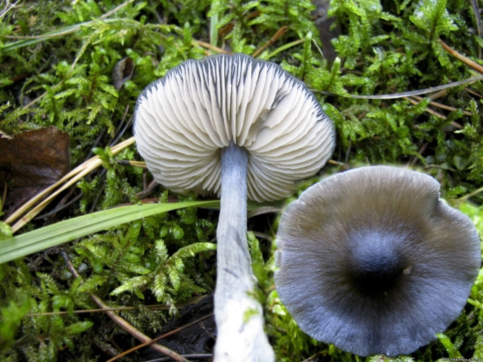 Entoloma cyanulum