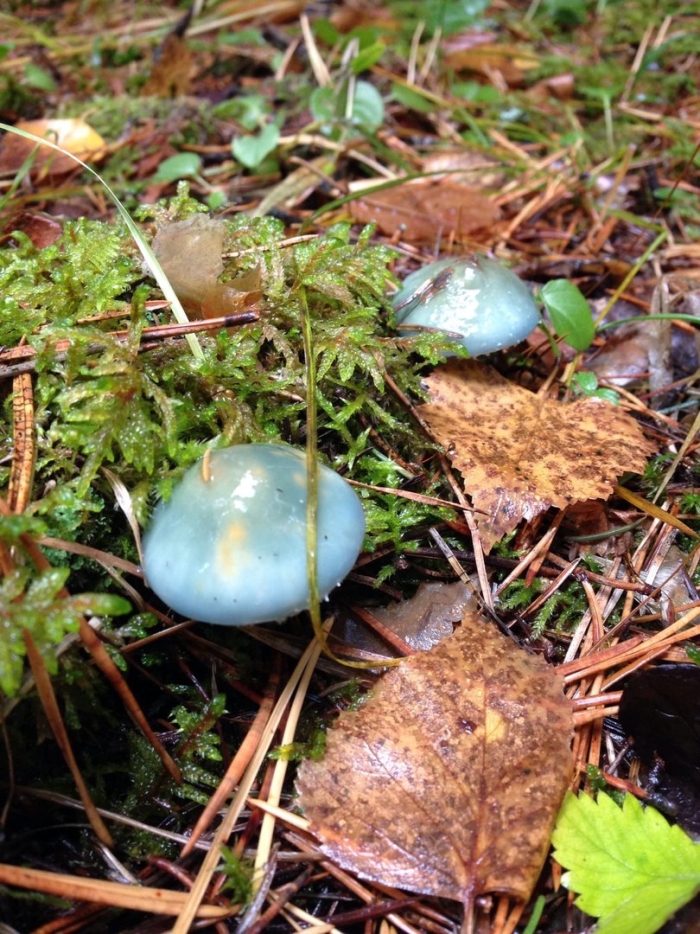 Строфария сине-зелёная строфариевые