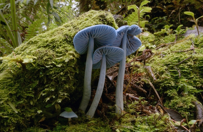 Гриб entoloma hochstetteri