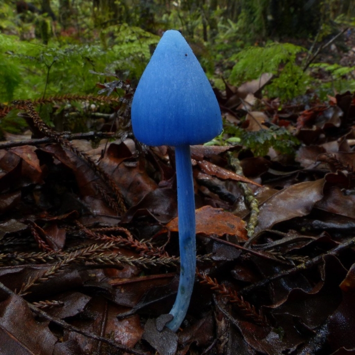 Entoloma hochstetteri