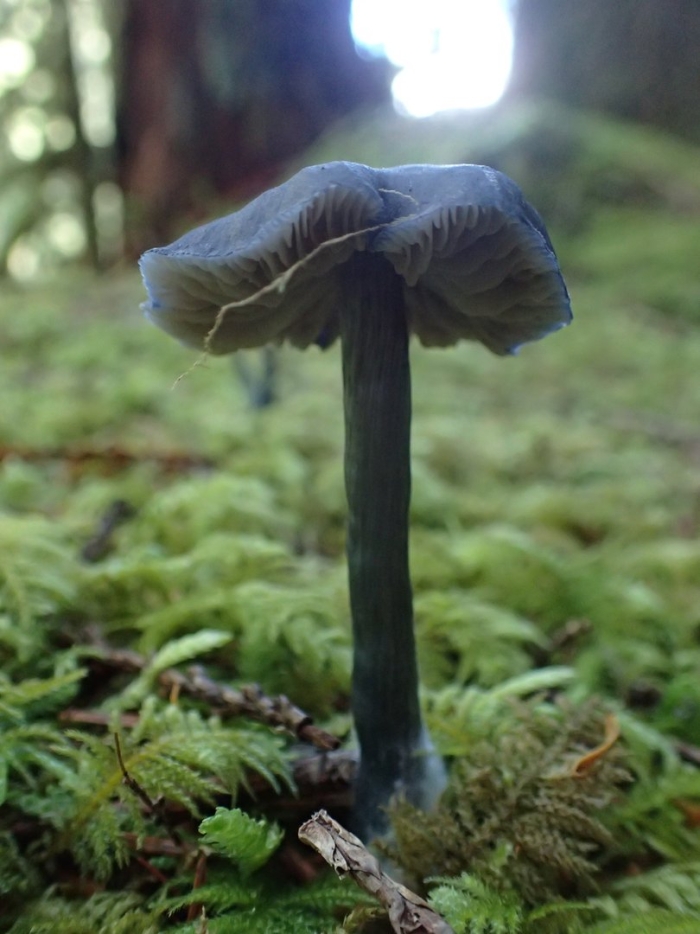 Энтолома темно синяя