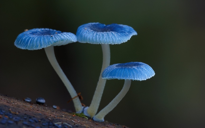 Гриб mycena interrupta