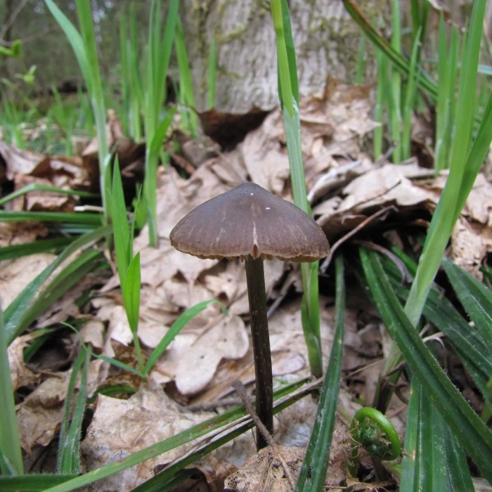 Гриб энтолома ядовитая