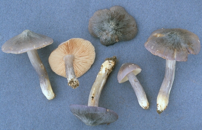 Паутинник фиалково пластинчатый