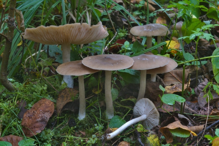 Энтолома садовая