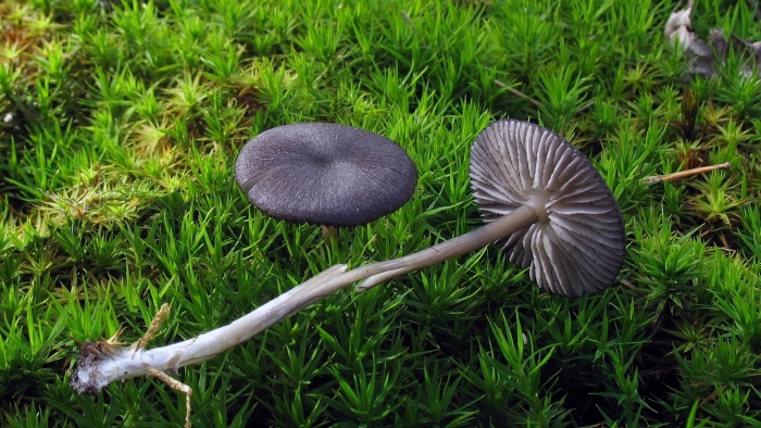 Entoloma serrulatum