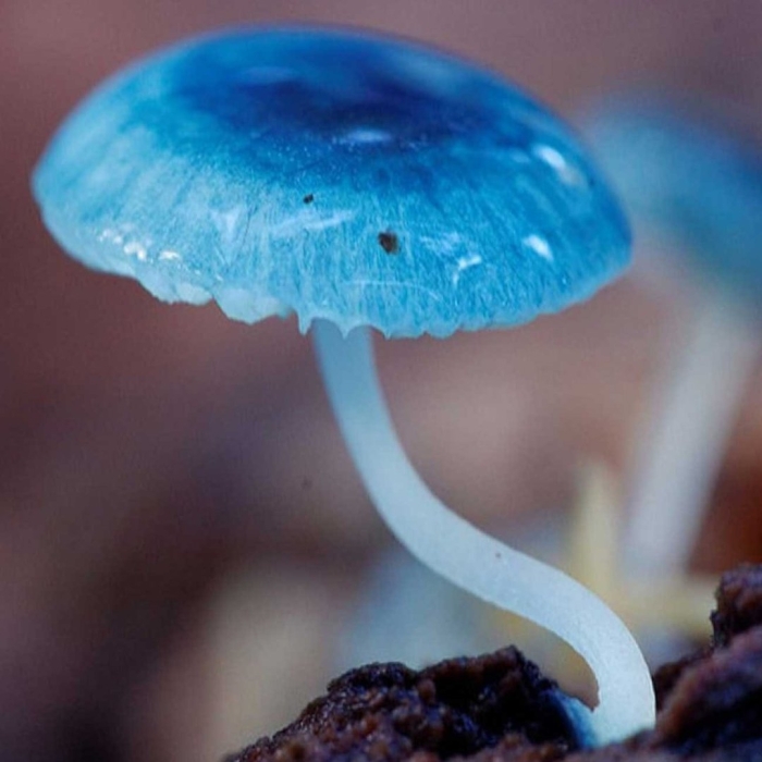 Blue mushroom