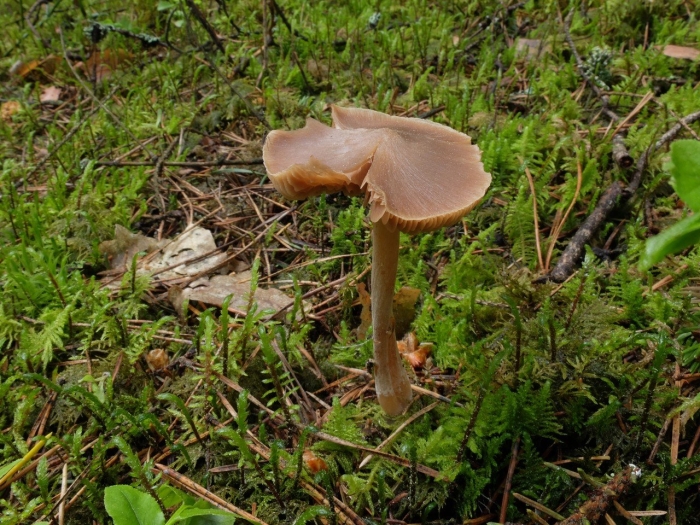 Энтолома садовая гриб