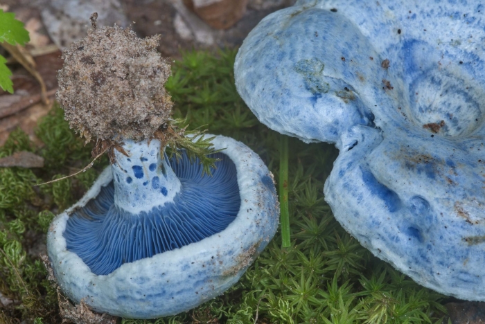 Млечник голубой