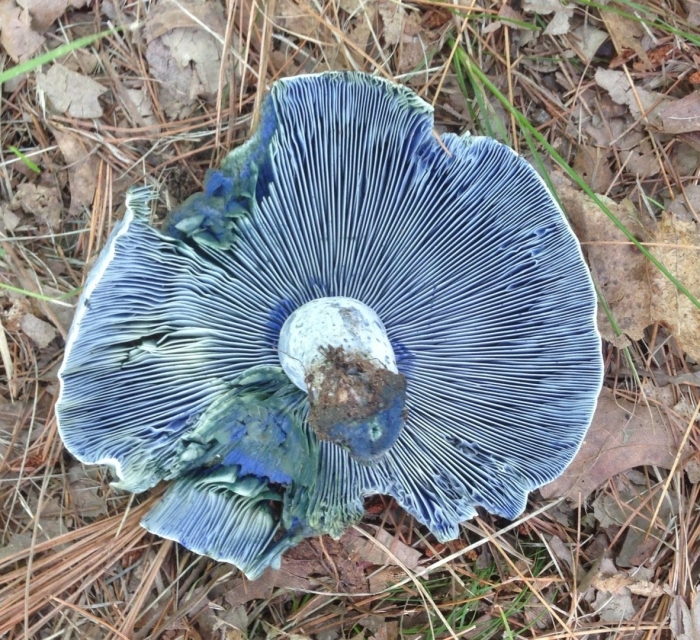 Млечник индиго