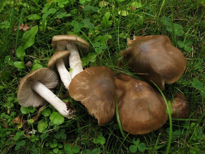 Энтолома сизо-белая (entoloma lividoalbum)