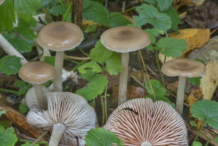 Энтолома гриб поганка