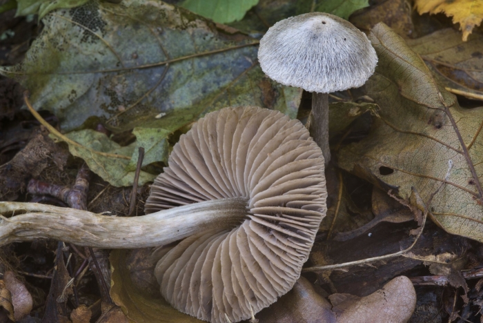 Entoloma clypeatum