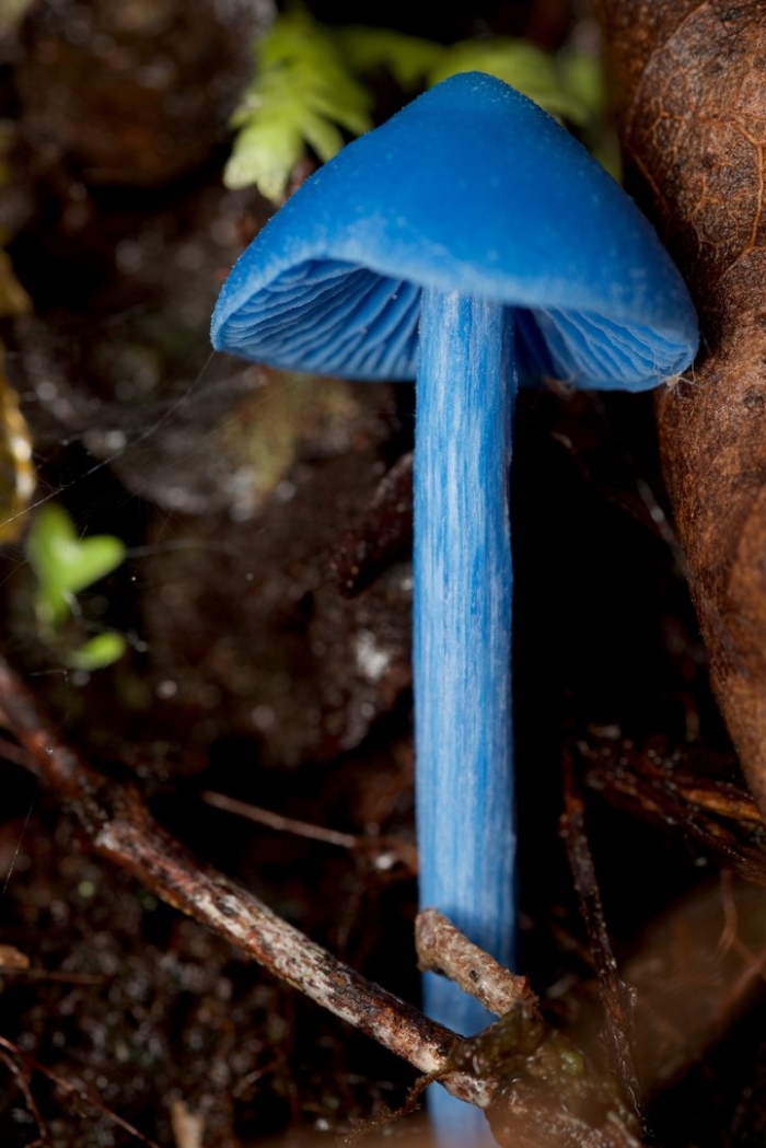 Голубой гриб