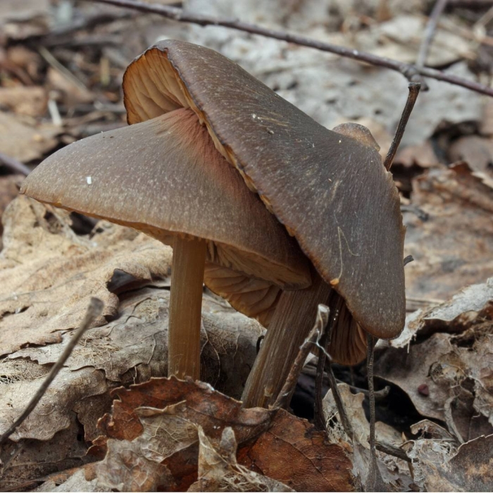 Гриб энтолома весенняя