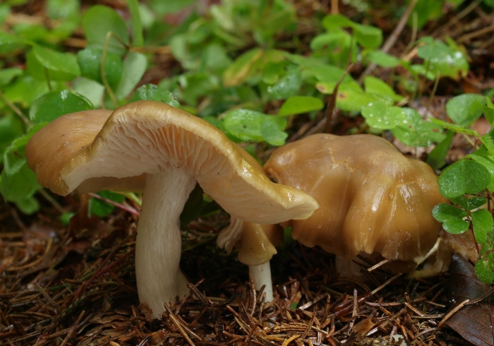 Гриб энтолома съедобная