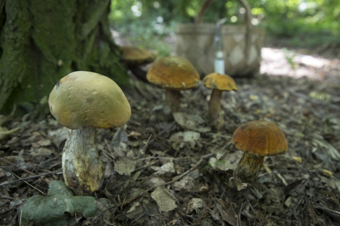 Гигантские грибы