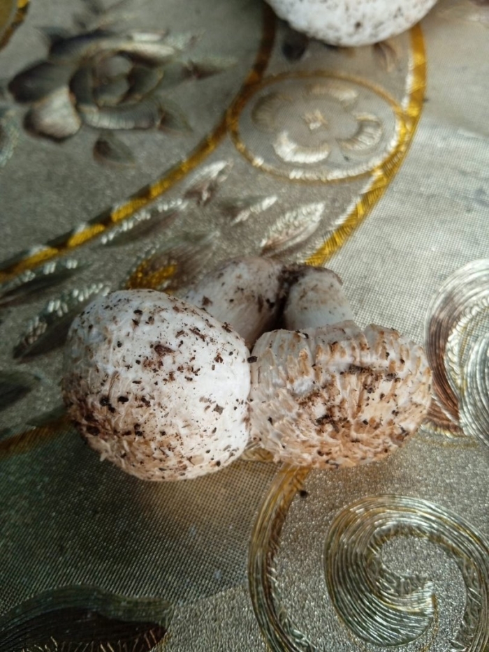 Гриб шампиньон