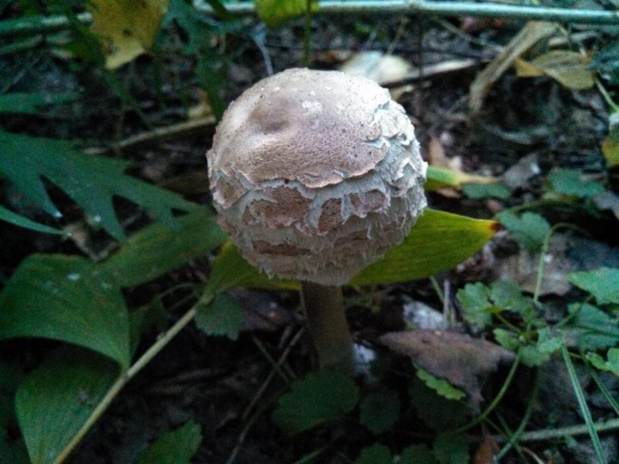 Гриб-зонтик краснеющий macrolepiota rhacodes