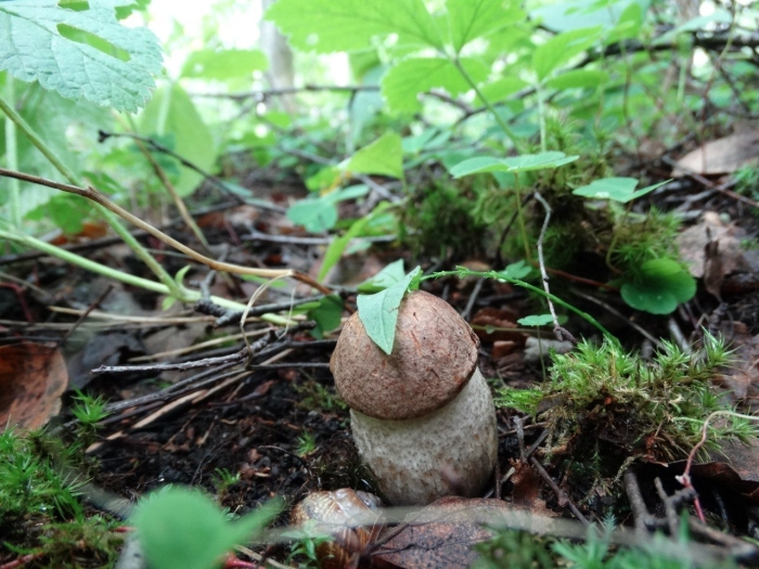 Гриб подберезовик