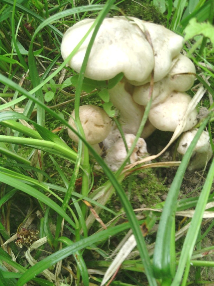 Грибы растущие в траве