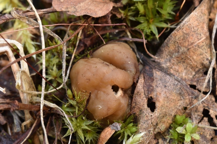 Gyromitra leucoxantha