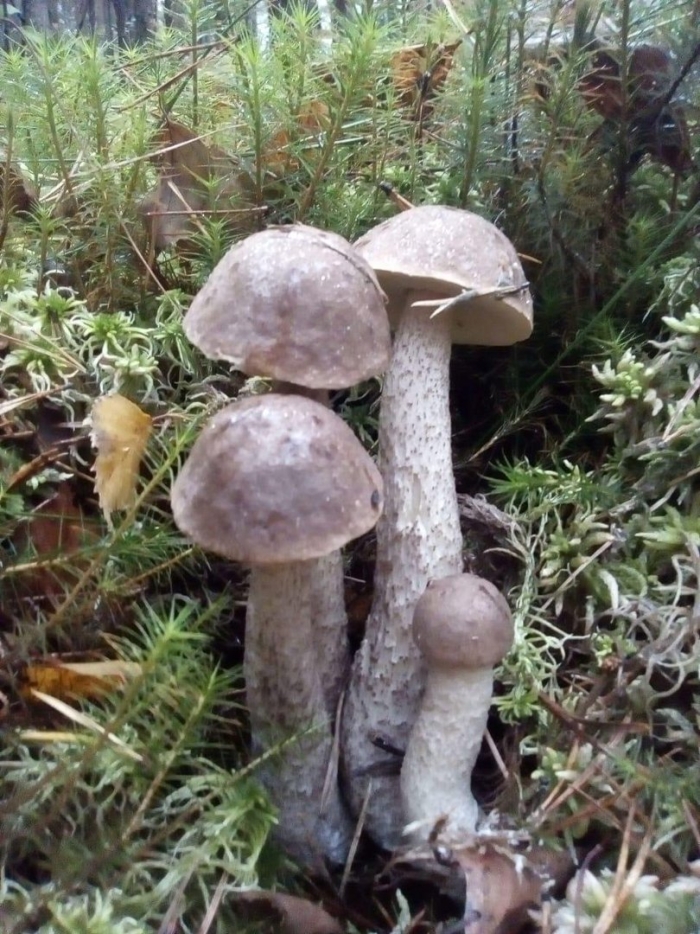 Подберезовик белый болотный