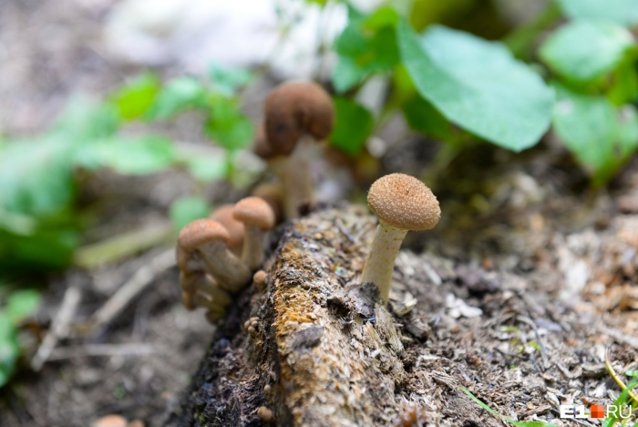 Лже опята осенние