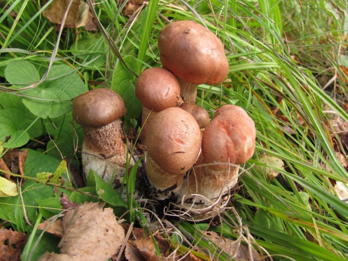 Челыши грибы