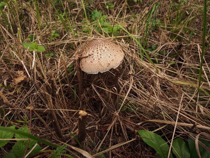 Гриб зонтик пёстрый macrolepiota procera