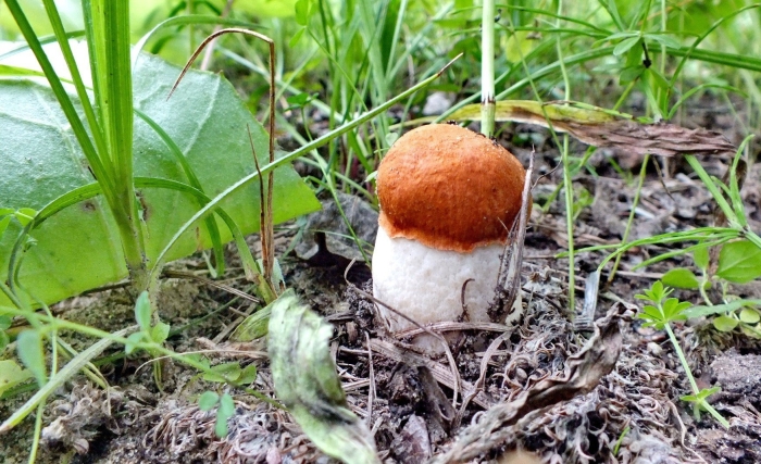 Гриб подосиновик