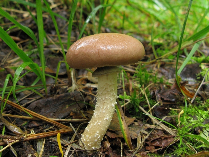 Строфария горнеманна